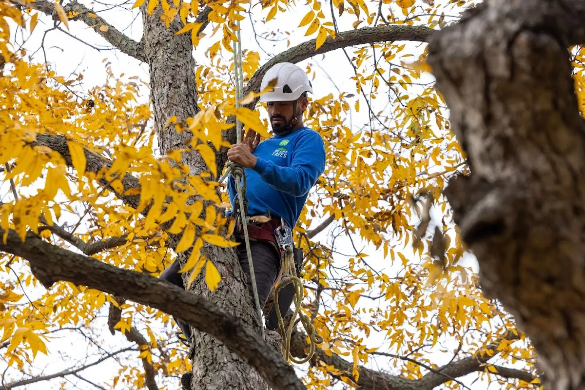 Skilled Tree Transplanting crew working in Conway